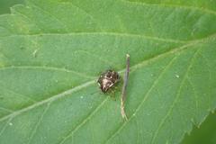 Eysarcoris ventralis