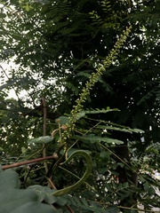 Adenanthera