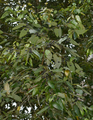 Cryptocarya onoprienkoana