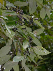 Cryptocarya onoprienkoana