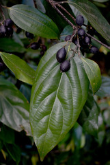 Cryptocarya onoprienkoana