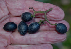 Cryptocarya onoprienkoana