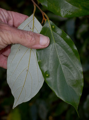 Cryptocarya onoprienkoana