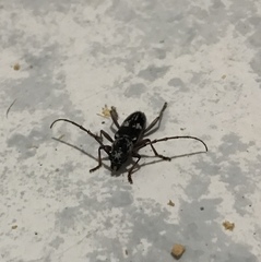 Elaphidion irroratum