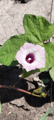 Ipomoea grandifolia
