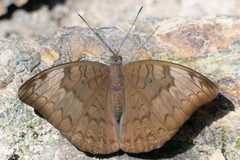 Tanaecia julii