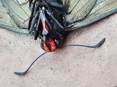 Pyrrhopyge charybdis
