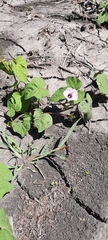 Ipomoea grandifolia