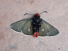 Pyrrhopyge charybdis