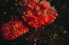 Scorpaena sumptuosa