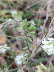 Berteroa incana