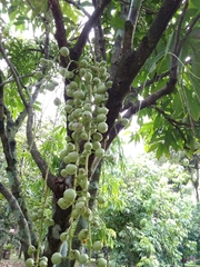 Lepisanthes alata