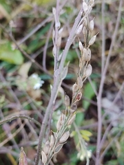 Berteroa incana