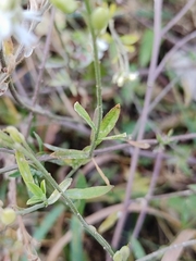 Berteroa incana