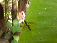 Acrochaeta pseudofasciata