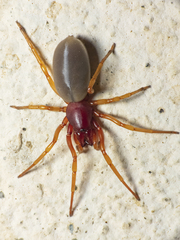 Dysdera crocata