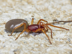 Dysdera crocata