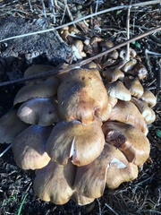 Armillaria
