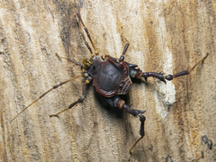 Pachylus quinamavidensis