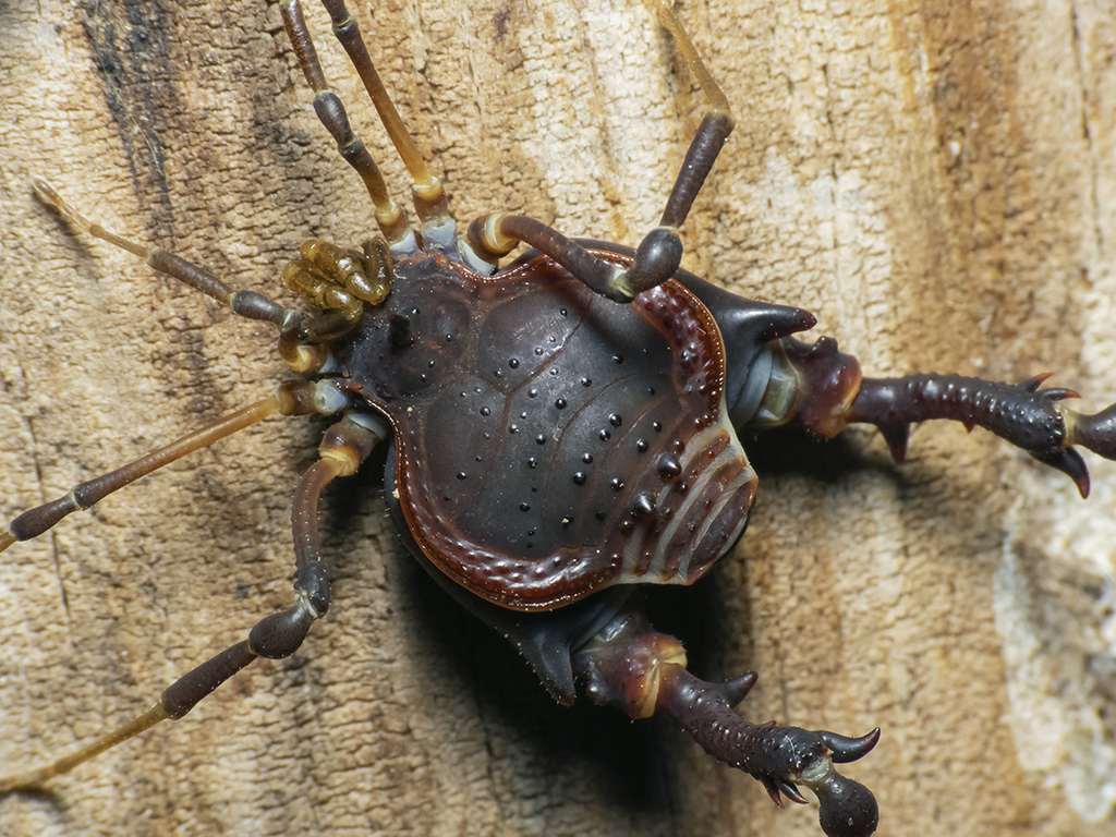 Pachylus quinamavidensis from Linares, Maule, Chile on September 14