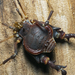 Pachylinae - Photo 由 Claudio Maureira 所上傳的 (c) Claudio Maureira，保留部份權利CC BY-NC-SA