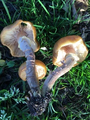 Armillaria
