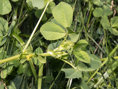 Medicago polymorpha