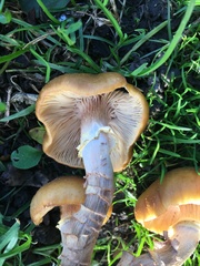 Armillaria