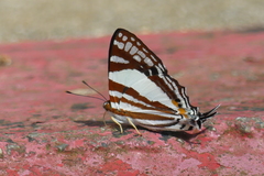 Dodona deodata