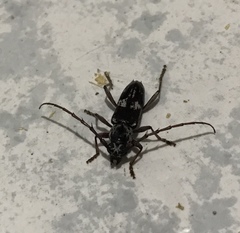 Elaphidion irroratum