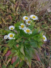 Erigeron annuus