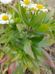 Erigeron annuus