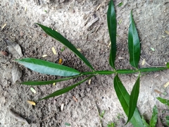 Lepisanthes alata