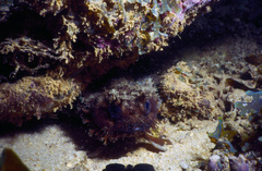 Batrachomoeus trispinosus