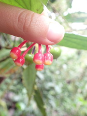 Psammisia flaviflora