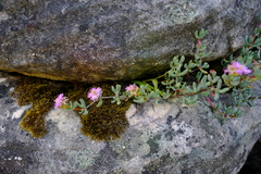 Oscularia guthrieae