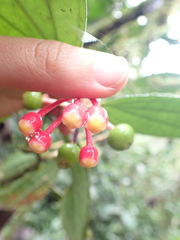 Psammisia flaviflora