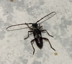 Elaphidion irroratum