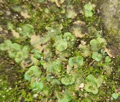 Lunularia cruciata