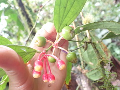 Psammisia flaviflora