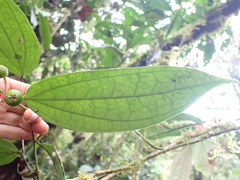 Psammisia flaviflora