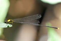 Coeliccia chromothorax
