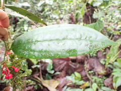 Psammisia flaviflora