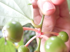 Psammisia flaviflora