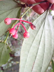 Psammisia flaviflora