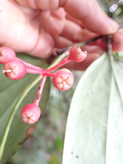 Psammisia flaviflora