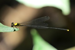 Coeliccia chromothorax