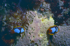 Chromodoris westraliensis