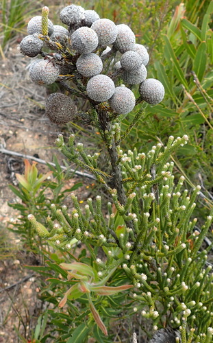 Brunia neglecta (Brunia neglecta)