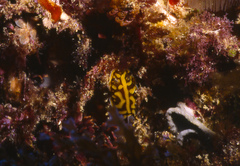 Halgerda theobroma